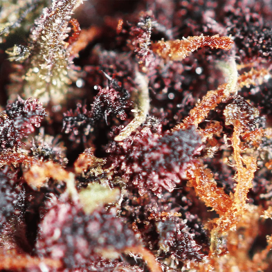 Purple Haze Greenhouse 30% THCX – Image 2